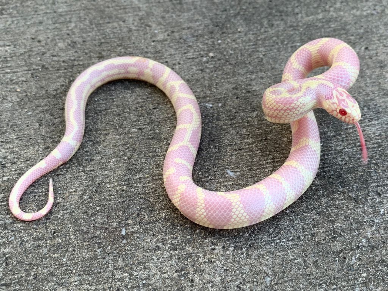 White and pink King Snake from Mexico species displayed at Anas Farm Resort, Madurai.
