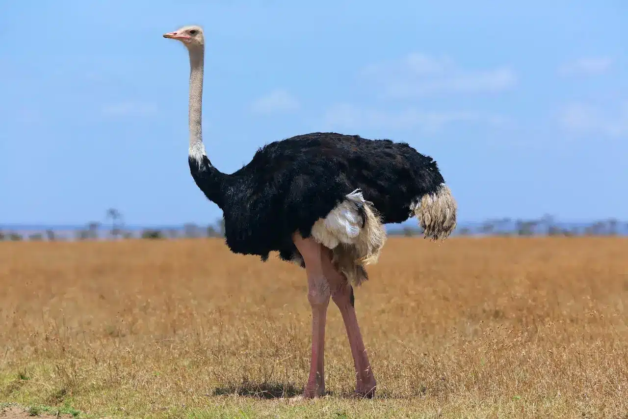  Two African ostriches standing and feeding in open grasslands — showcasing their tall bodies, long legs, and black-and-white feathers, representing the world’s largest flightless bird.