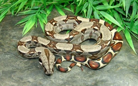  A European hedgehog with sharp spines walking on green grass. Nocturnal animal known for its defensive curl, insect diet, and strong sense of smell.