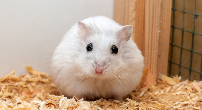  A cute white Dwarf Hamster sitting on wood shavings inside a cage, holding food in its tiny paws showcasing its round fluffy body and bright black eyes