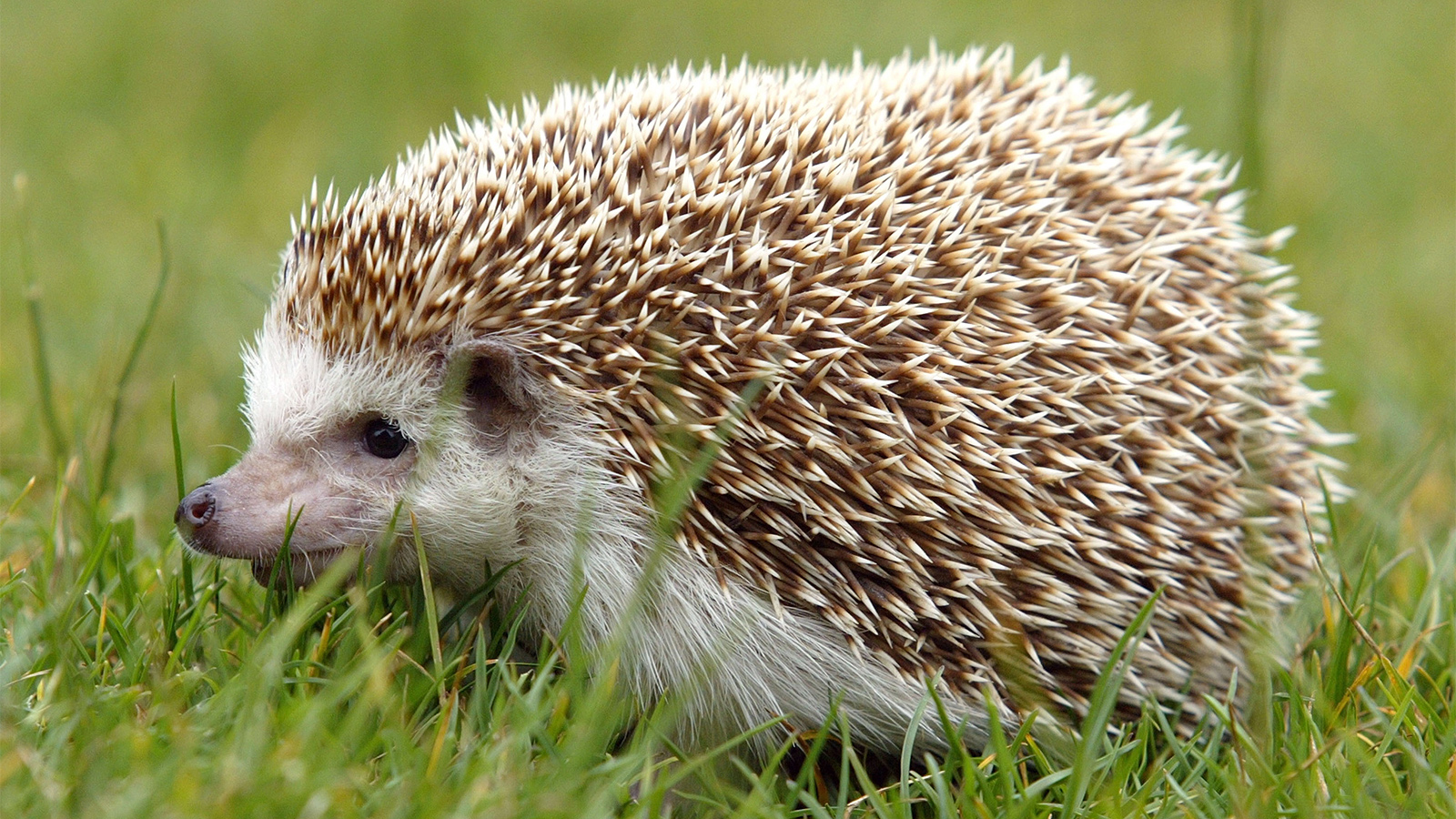  A European hedgehog with sharp spines walking on green grass. Nocturnal animal known for its defensive curl, insect diet, and strong sense of smell.