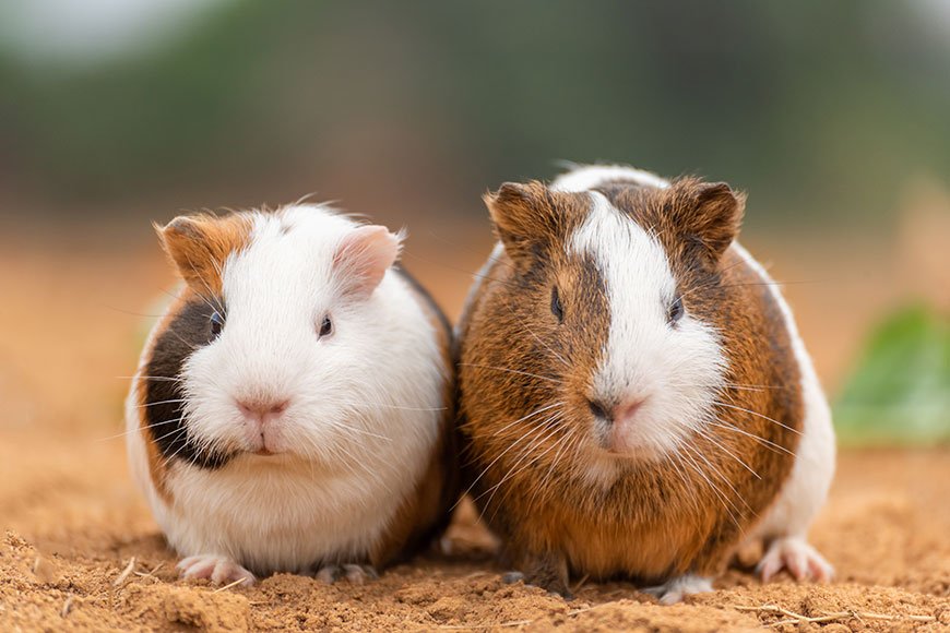 Adorable brown and white guinea pig sitting on fresh green grass in daylight. Small pet rodent from Peru and Bolivia with soft fur and curious expression.