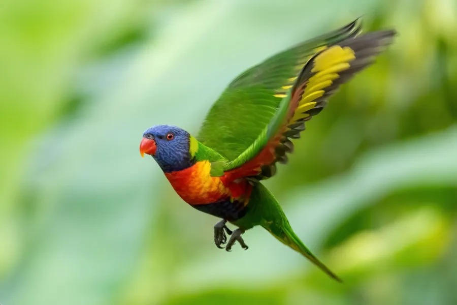 Rainbow Lorikeet at Anas Farm Resort – colorful Australian parrot with blue, green, and orange feathers seen near flower gardens in Madurai.