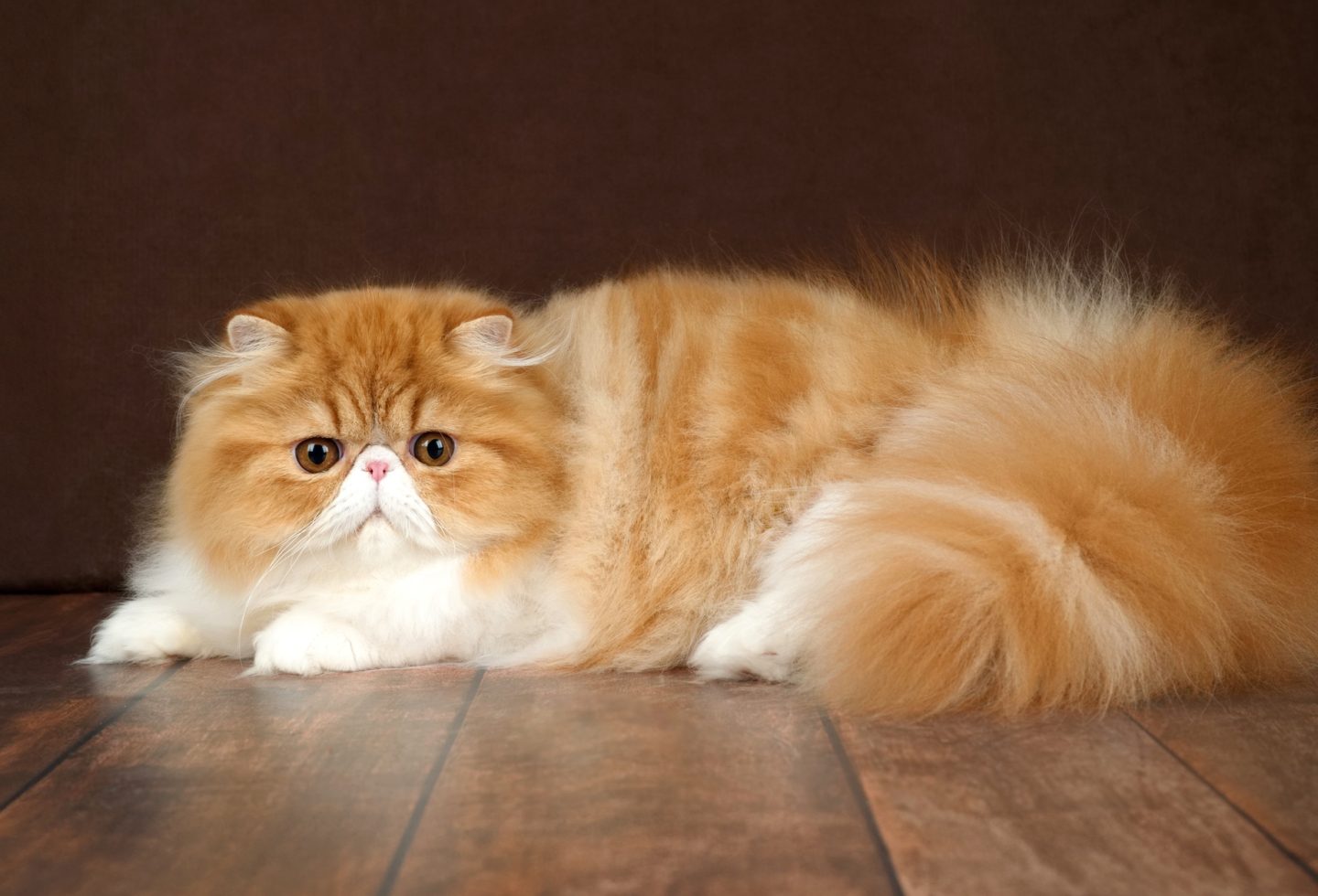                 Beautiful long-haired Persian cat with round face and snub nose classic doll-face Persian cat breed description, luxury pet breed, calm indoor cat at Anas Farm Resort.