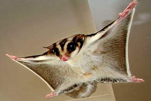 Sugar glider perched on a tree branch with soft grey fur and black eyes, Petaurus breviceps species from West Papua Indonesia, small nocturnal marsupial capable of gliding between trees.