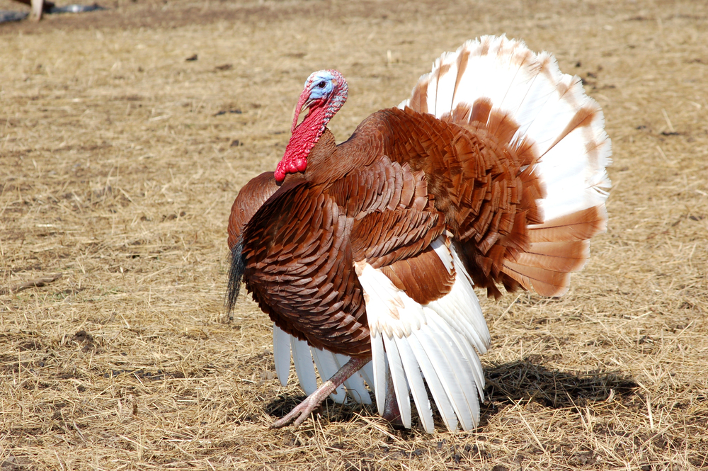  A Bourbon Red Turkey with deep chestnut-colored feathers and white wings standing on grass inside a fenced area.