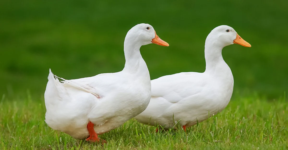 White Pekin ducks standing near a pond with bright orange beaks and white feathers. Popular Mexican duck breed known for its swimming ability and calm temperament.